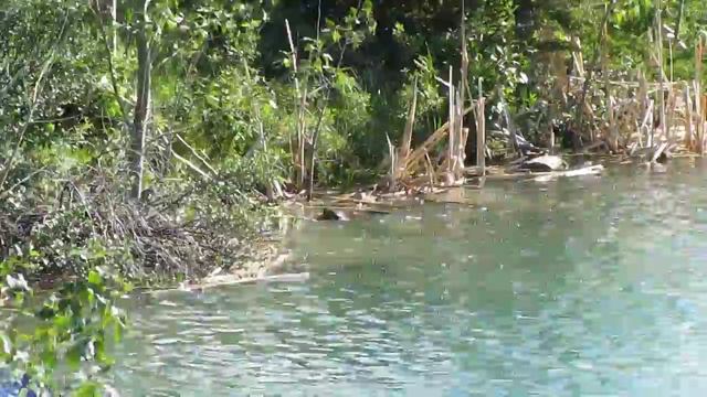 Бобер тащит ветку в свой дом смотреть онлайн