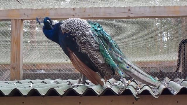 Павлин цветной. Окружающий мир для детей. Птицы.