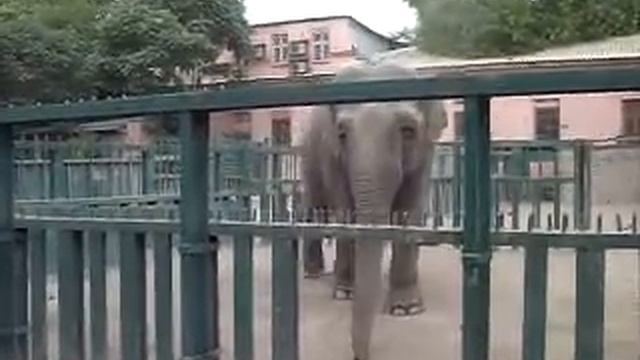 Funny elephant (смешной слон в одесском зоопарке) смотреть онлайн