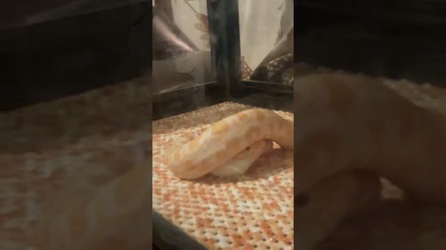 Кормление тигрового питона Альбино смотреть онлайн