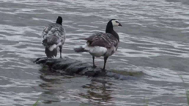 Канадская казарка в Карелии смотреть онлайн