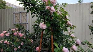 Распустилась мечта,роза импрессионист