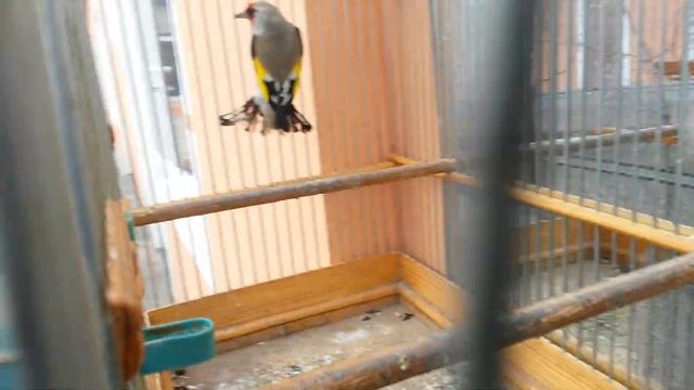 Седоголовый щегол ..R8440 смотреть онлайн