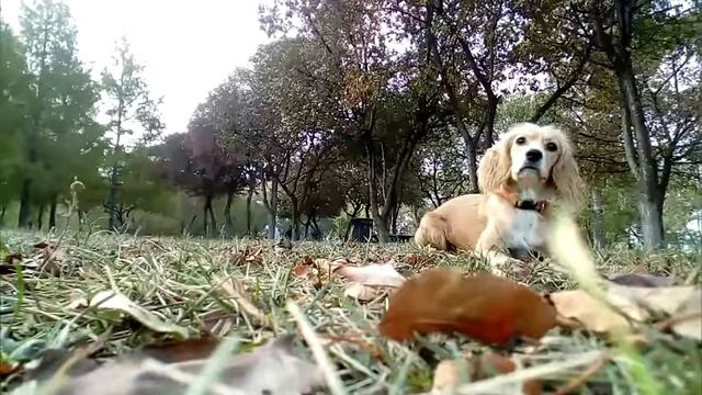 Выражение эмоций у собаки: мерцание языка смотреть онлайн