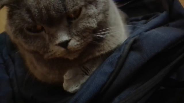 кот лежит на рюкзаке смотреть онлайн