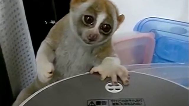 бессмертный что ли? Лемур кушает пельмешек.(Озвучка гугл) смотреть онлайн