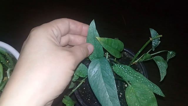 🌱Мои комнатные цветы.🌱Обзор монстер.🌱Октябрь 2019🌱 смотреть онлайн