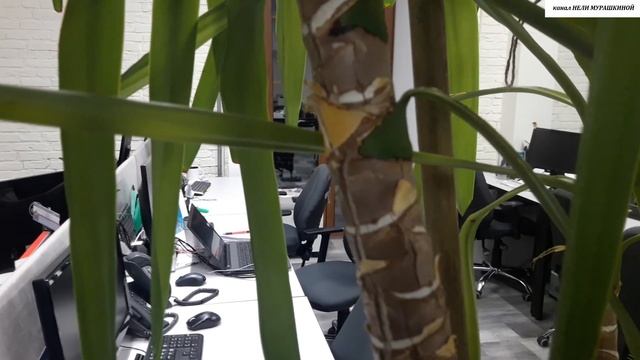 Как правильно ОБРЕЗАТЬ вытянувшуюся ЮККУ. смотреть онлайн