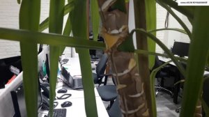 Как правильно ОБРЕЗАТЬ вытянувшуюся ЮККУ.