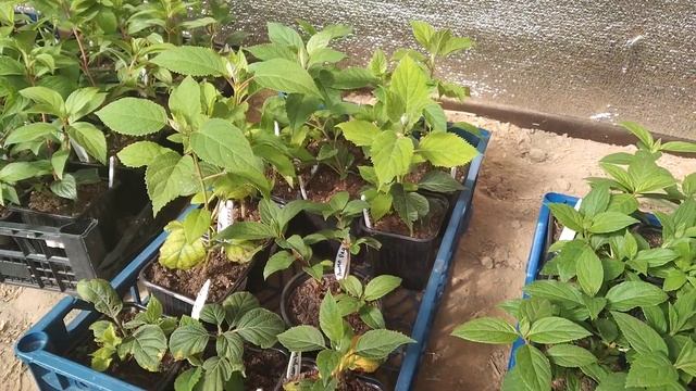 Зачем мы занесли гортензии в парник ? ? смотреть онлайн