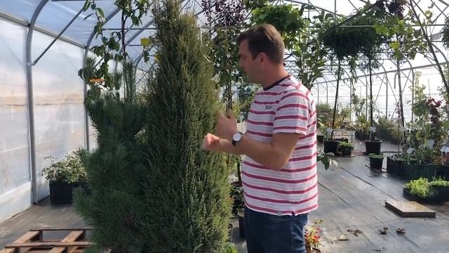 Juniperus communis 'Hibernica' - Ír oszlopos boróka смотреть онлайн