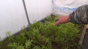 Как вырастить тую просто и быстро.