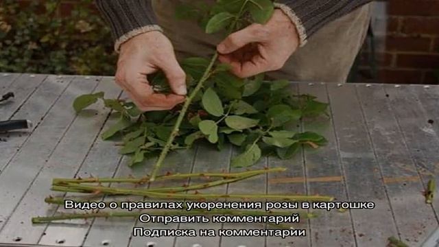 Выращивание роз дома в картошке смотреть онлайн