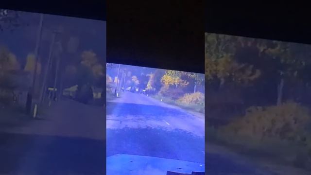 Too many bears!! смотреть онлайн