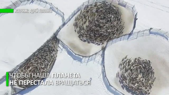 Олени крутят Землю смотреть онлайн