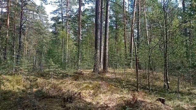 Необычные звуки и голоса в лесу. смотреть онлайн