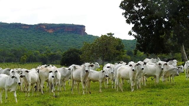 Coisas da roça, A simplicidade da vida no campo, Sons da natureza, Sons da fazenda, Estilo de vida смотреть онлайн