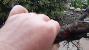 Зачем при посадке нужно заглубить прививку у роз??