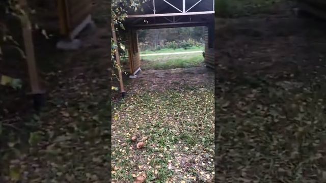 Экскурсия по родовому поместью Владимира Мегре смотреть онлайн