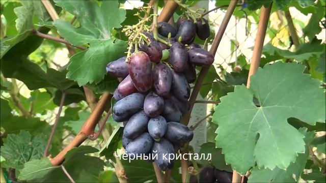 Чёрный кристалл смотреть онлайн
