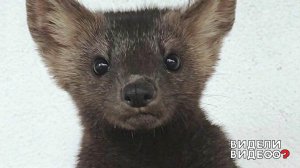 Соболь и шкаф. Видели видео? Фрагмент выпуска от 05.01.2019