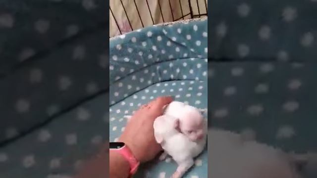 Царица молочная мама чихуахуа ,щенкам 15 дней смотреть онлайн