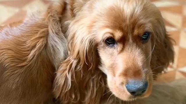 Первые дни спаниеля дома смотреть онлайн