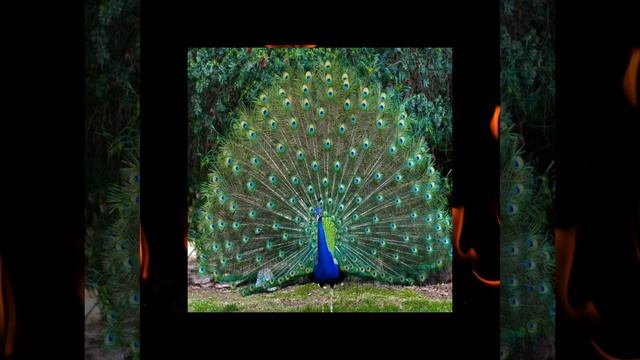 Наши братья меньшие смотреть онлайн