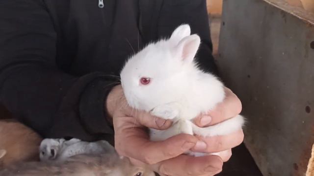 🔥 Ушастики декабрь 2022 (декоративные кролки) смотреть онлайн