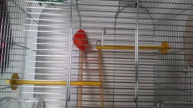 Моя канарейка Скайпи-Skypi смотреть онлайн