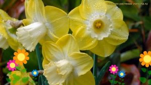 Нарцисс карлик Авалон. Краткий обзор, описание характеристик, где купить луковицы Avalon