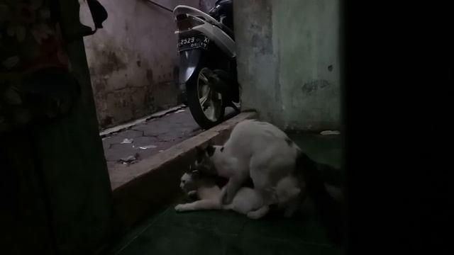 tercyduk pemerkosaan rame rame смотреть онлайн