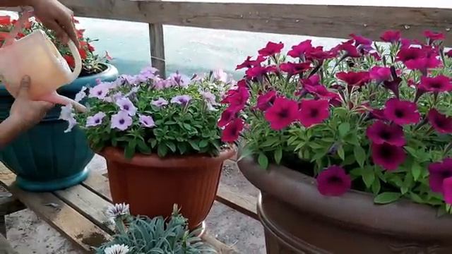 ОТЛИЧНАЯ ПОДКОРМКА ПЕТУНИИ для ОЧЕНЬ ПЫШНОГО ЦВЕТЕНИЯ?♥️? смотреть онлайн