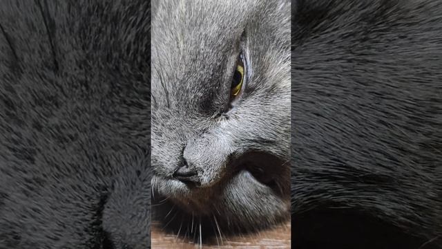 Храп кошки. Муркотание для сна. смотреть онлайн