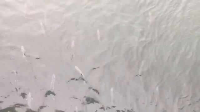 Dolly Varden Trout from a bridge in Nome, Alaska смотреть онлайн