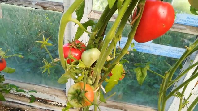 Обзор томатов Белая красавица, Аметистовая драгоценность, Русский оранжевый 117,Розовый Тюльпан и д смотреть онлайн