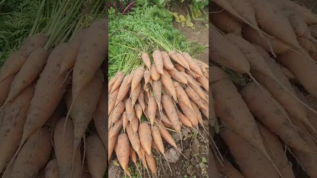 Морковь сорта КАНАДА F1 смотреть онлайн