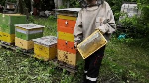 Дадан или Рут???  Какую систему выбрать? Плюсы и минусы систем пчеловодства