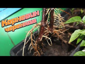 Как правильно замачивать черенки виноград смородины в корневине?  3 популярных способа для черенков.