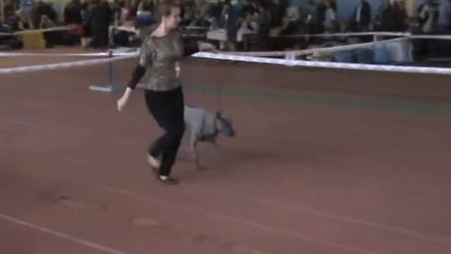 04/11/2012 Донецк, выставка -CACIB.MPG смотреть онлайн
