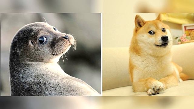 Морские Котики на самом деле…МОРСКИЕ СОБАЧКИ! смотреть онлайн