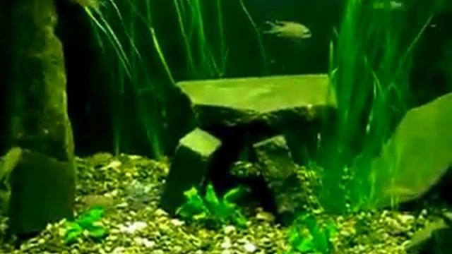 #Aquarium. Принцесса Бурунди. смотреть онлайн