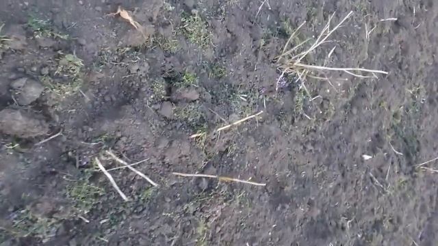 Малиновое дерево, как выращивать. смотреть онлайн