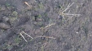 Малиновое дерево, как выращивать.