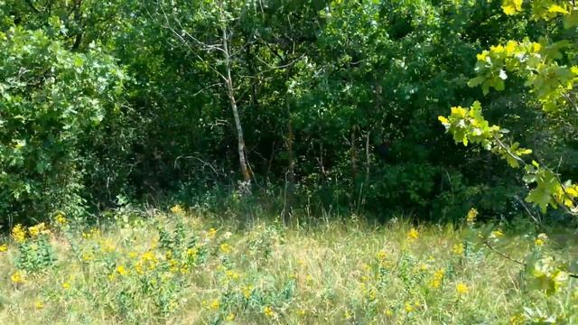 Село “ЛОХ “: сокровища, мельница, гора, деревенская жизнь смотреть онлайн