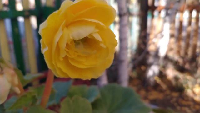 Бегонии не хотят уходить на покой.Ароматная бегония радует 😊