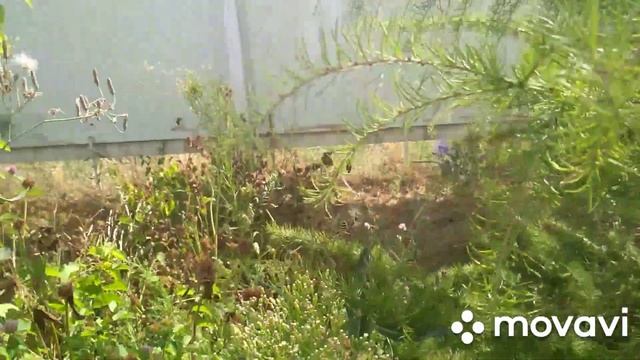 ПРЕЛЕСТИ августа у нас НА ДАЧЕ/ персики вёдрами/ кисть винограда больше ребёнка смотреть онлайн