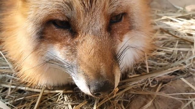 ЛИ СЯО. Алиса - Лиса. Лиса напала, повалила и сказала, что она тут главная. Забавные моменты. смотреть онлайн
