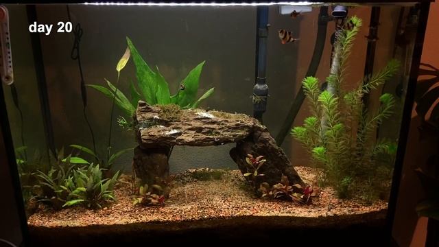 Dosing API Leaf Zone and API CO2 Booster for 5 Weeks - Planted Tiger Barb Tank - Shocking results! смотреть онлайн