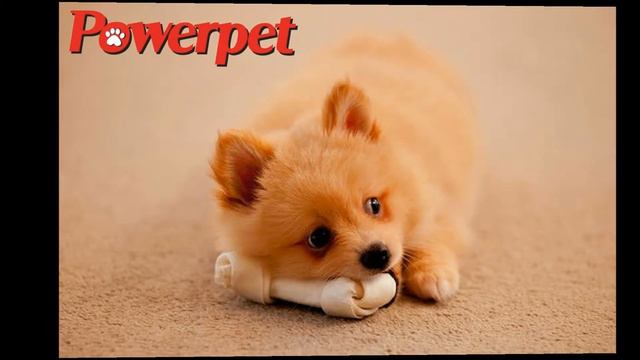 БОЖЕ МАМА. Какие милые СОБАЧКИ смотреть онлайн